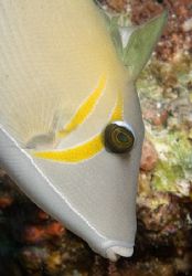 I loved this Pallid Triggerfish from the Bligh Water of F... by Jim Chambers 